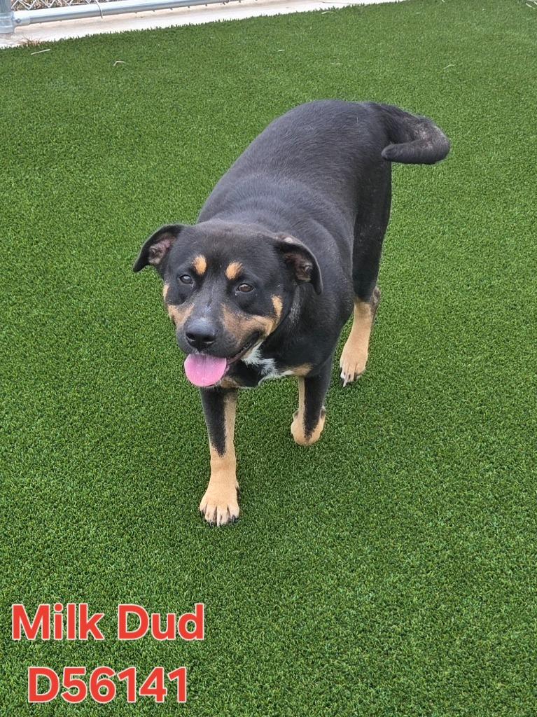 Enlarge Milk Dud, a Adoptable mixed breed in Clarksville, TN image 1/1