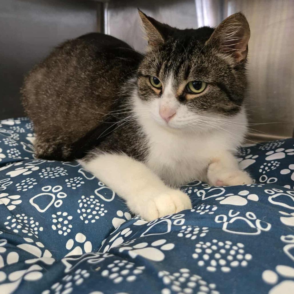 Fish -sponsored!-, a Adoptable Domestic Short Hair in Flower Mound, TX image 3/4