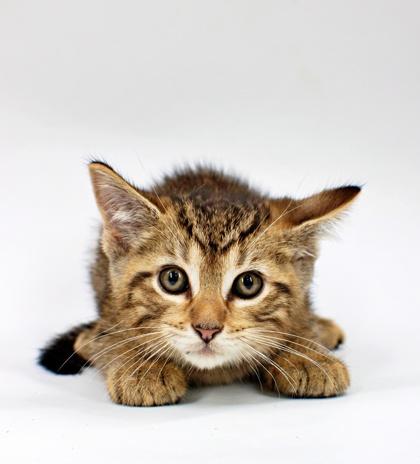 Mufasa, Adoptable, Kitten Male Domestic Medium Hair & Domestic Short Hair.
