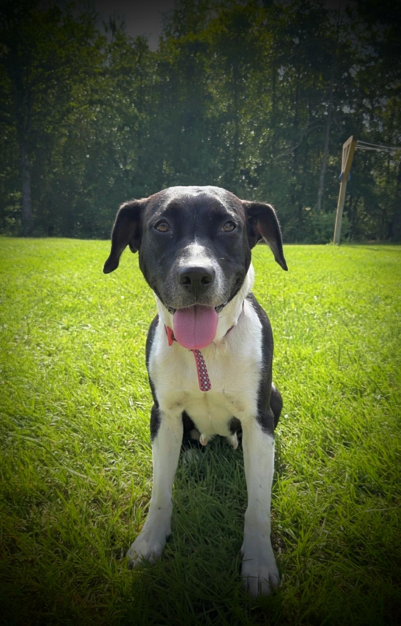 Enlarge Pebbles, a ADOPTABLE Mixed Breed in Jacksonville, FL image 2/6