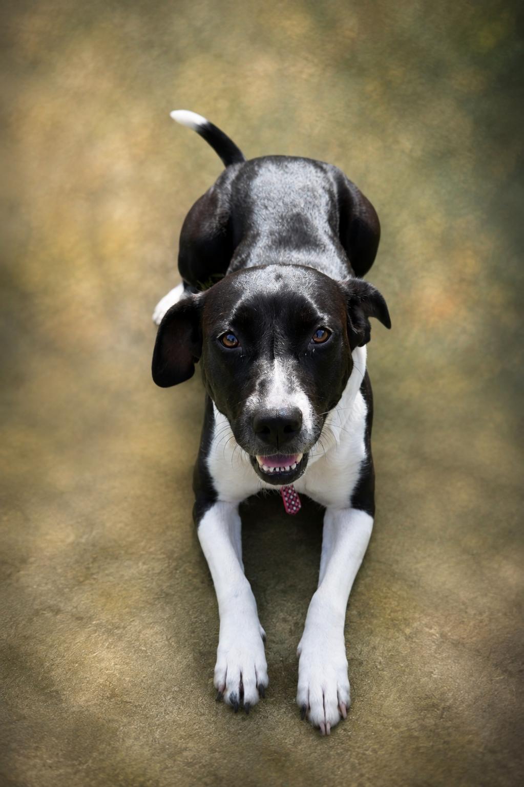 Pebbles, ADOPTABLE, Adult Female Mixed Breed.