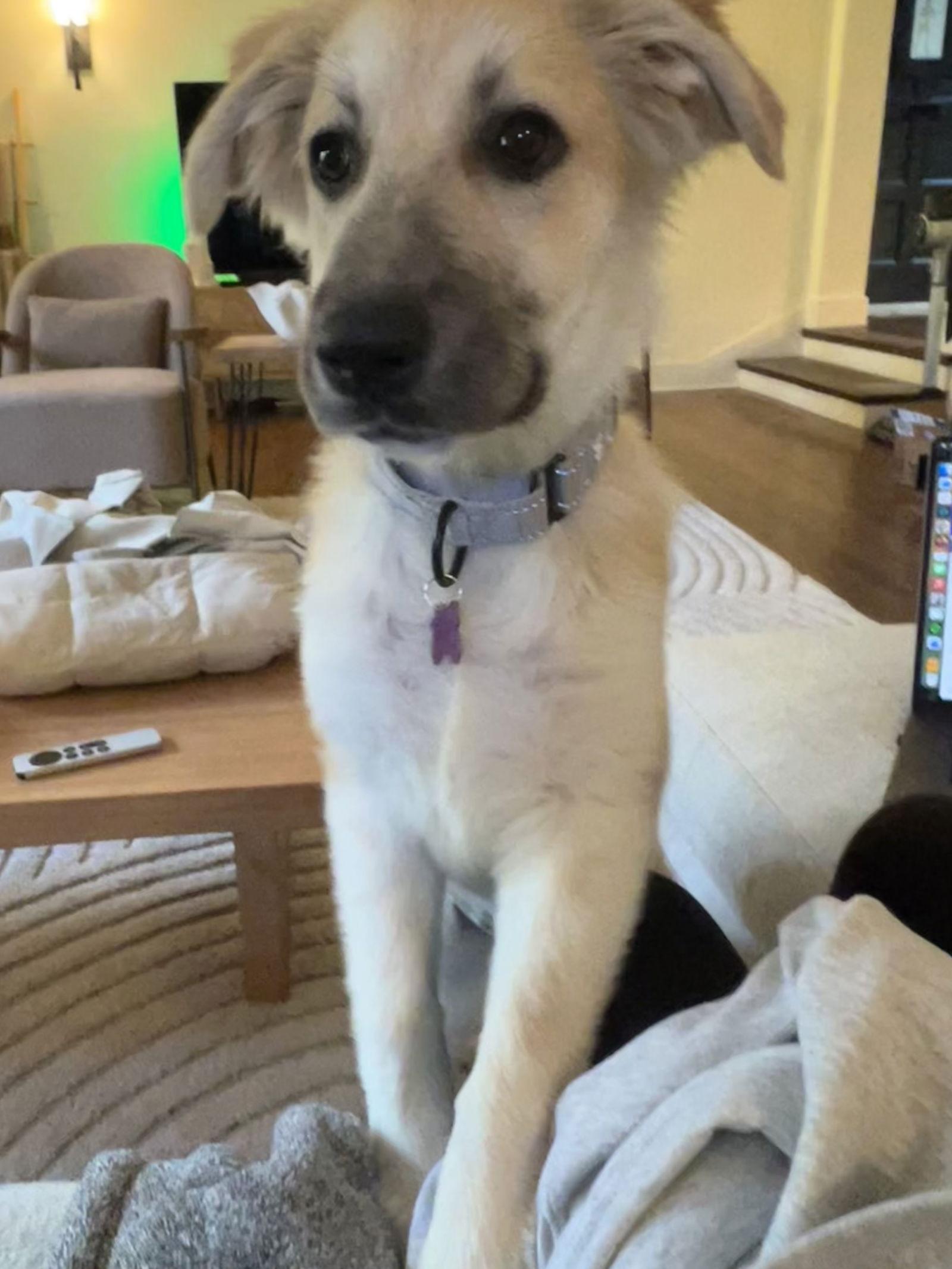Enlarge Dolly - Puppy  - 01/18/2026, a Adopted Great Pyrenees in Bothell, WA image 1/3