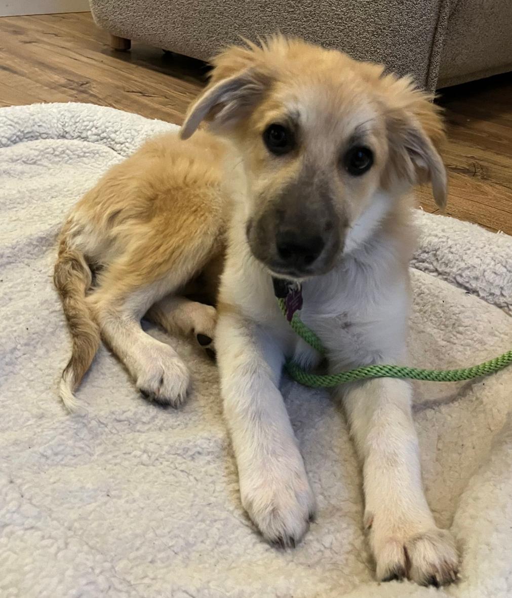 Enlarge Dolly - Puppy  - 01/18/2026, a Adopted Great Pyrenees in Bothell, WA image 2/3