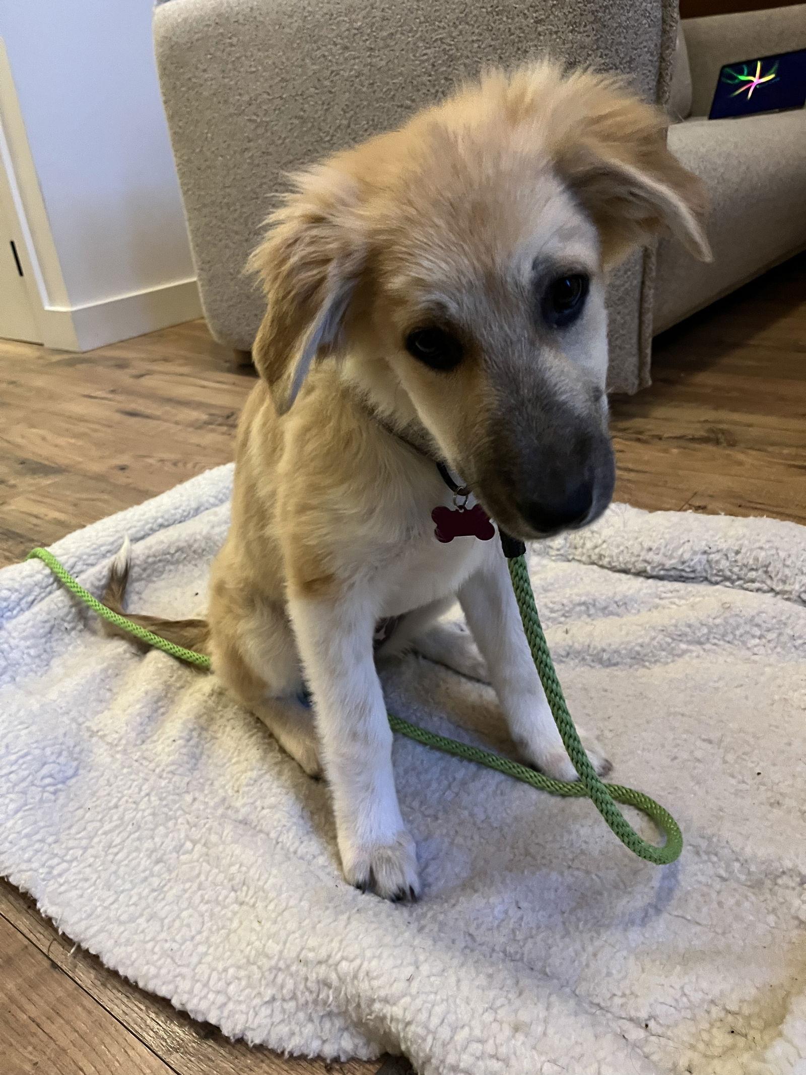 Enlarge Dolly - Puppy  - 01/18/2026, a Adopted Great Pyrenees in Bothell, WA image 3/3