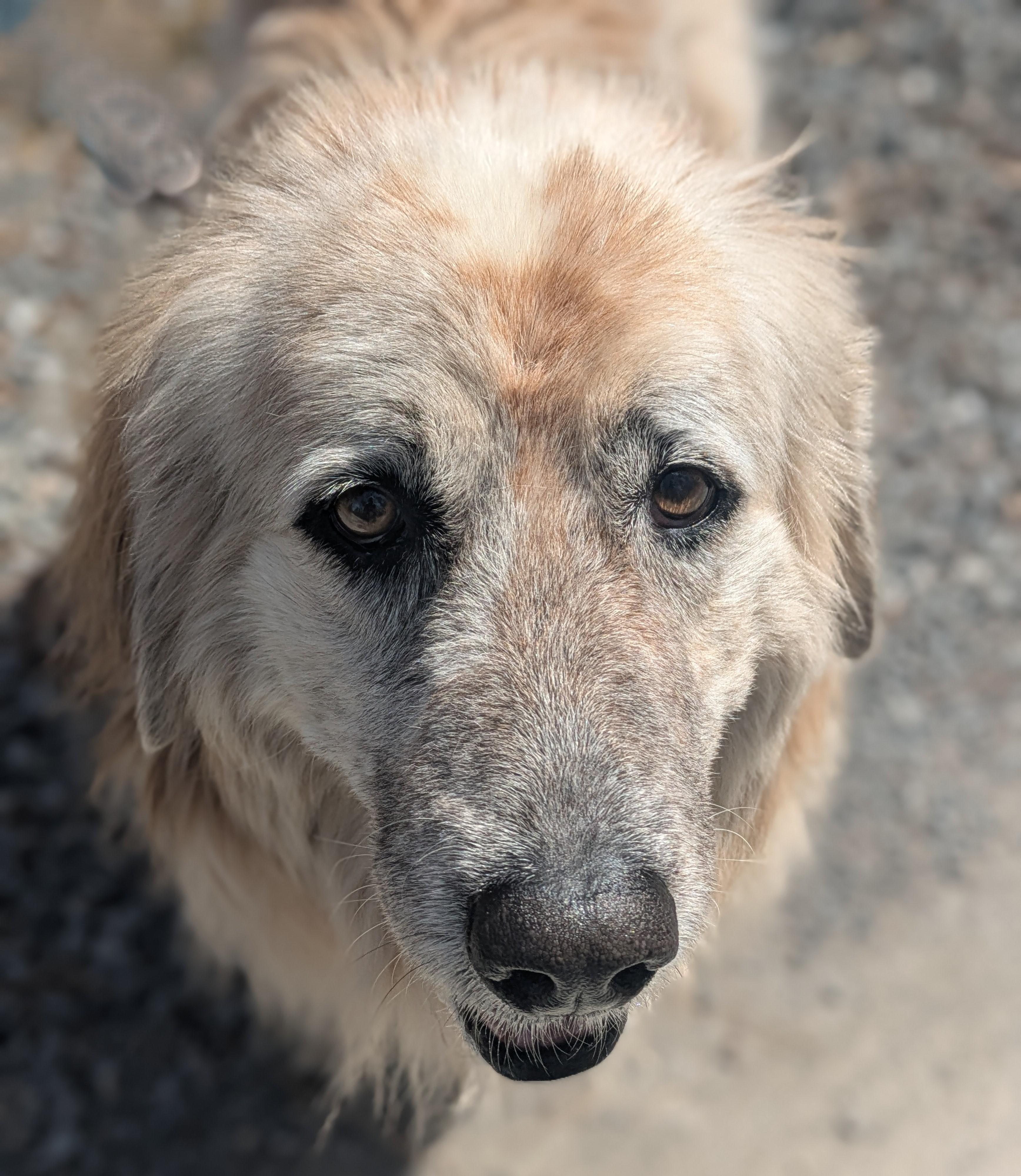 Enlarge Brownie, a Adoptable mixed breed in Richmond, VA image 2/6