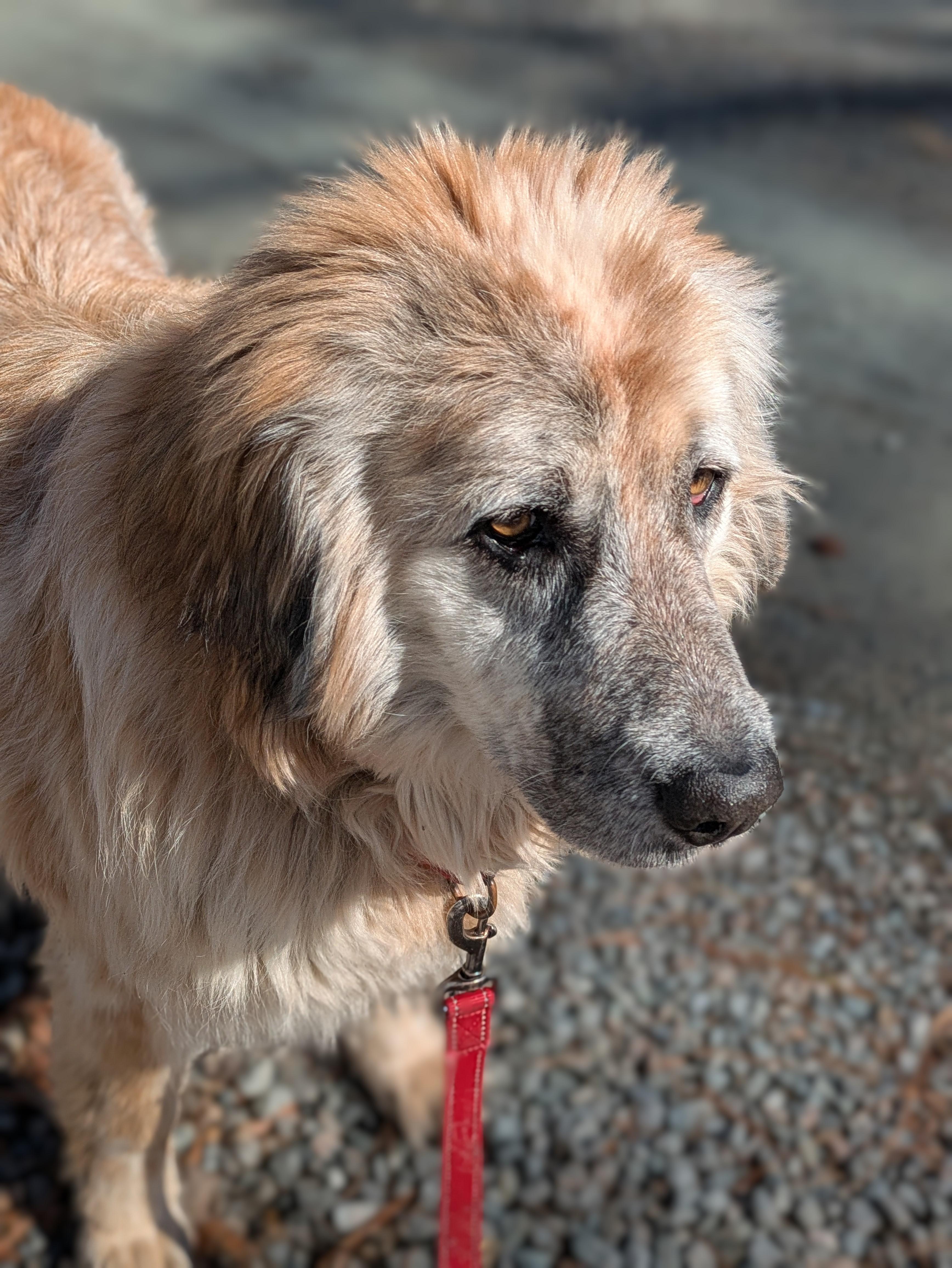 Brownie, a Adoptable mixed breed in Richmond, VA image 3/3