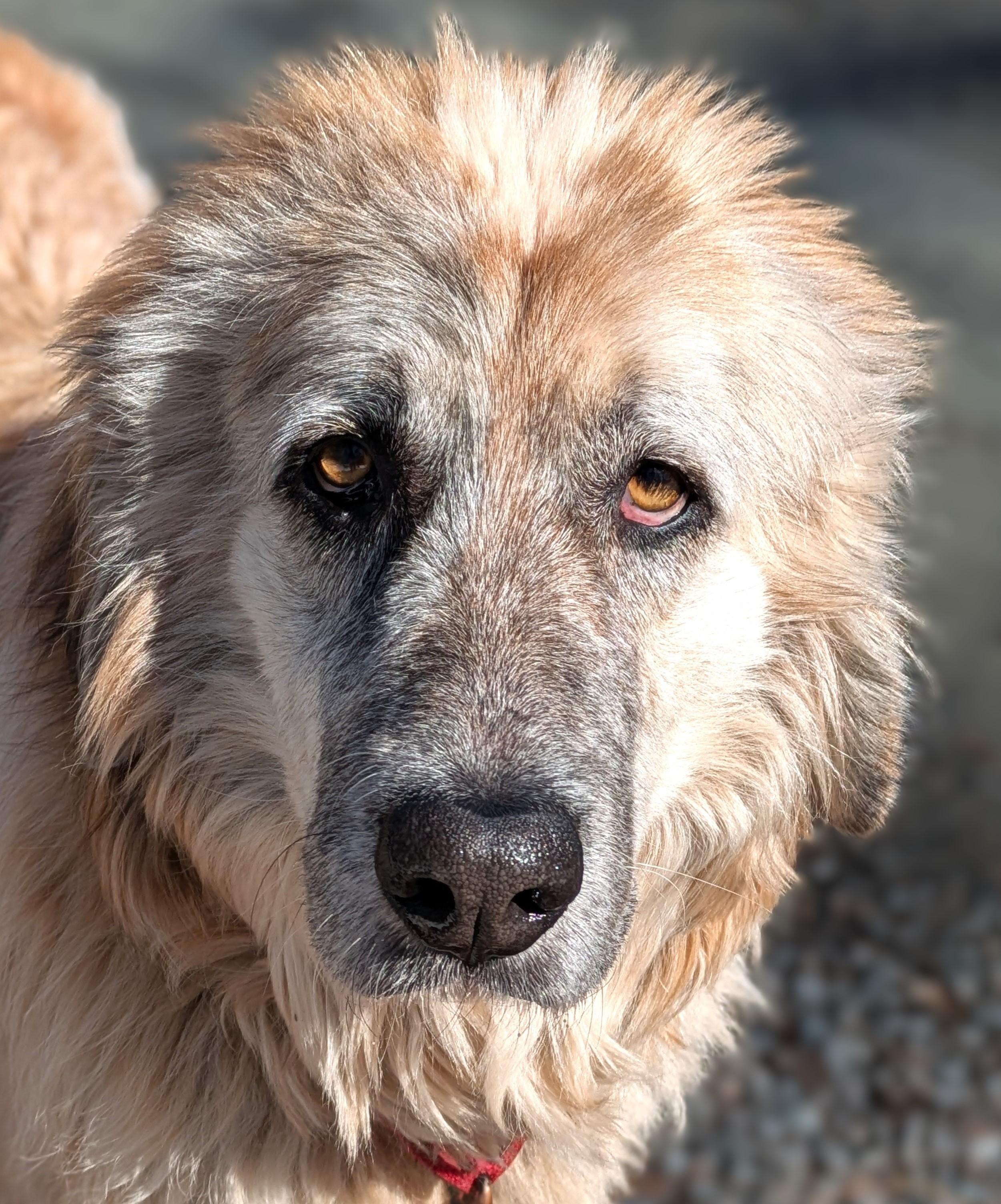 Brownie, Adoptable, Adult Female Great Pyrenees & Maremma Sheepdog.