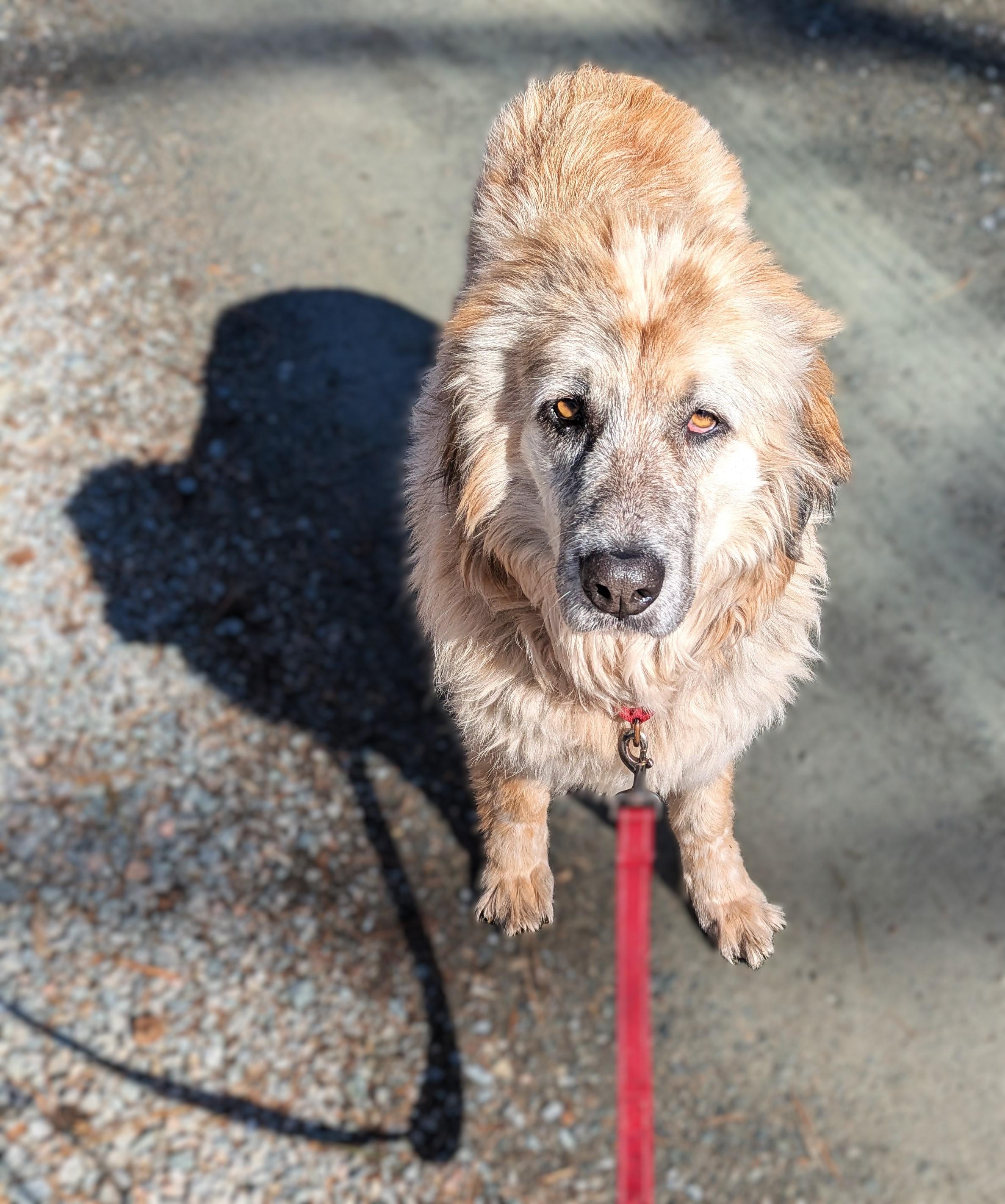 Brownie, a Adoptable mixed breed in Richmond, VA image 2/3