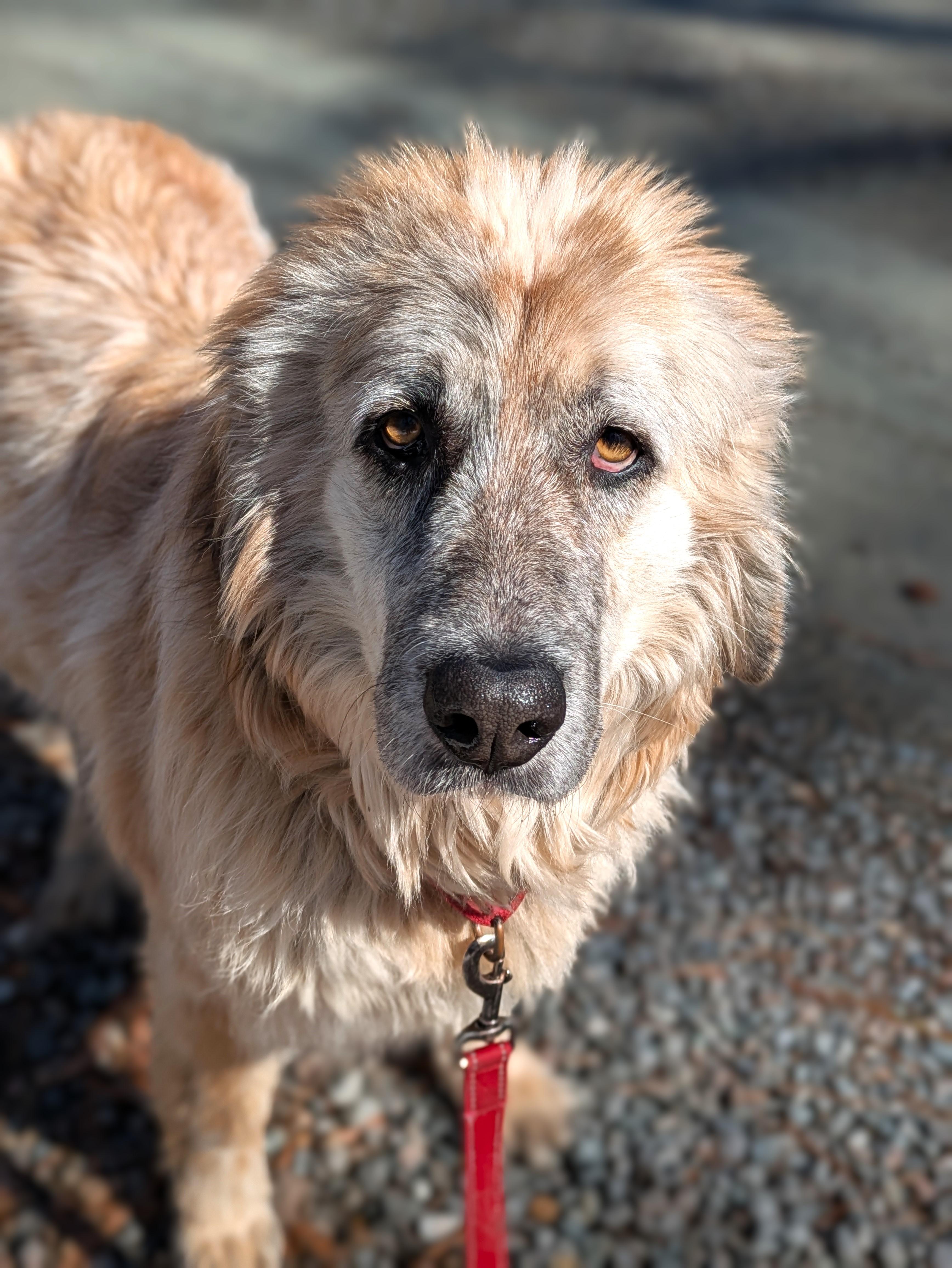Brownie, a Adoptable mixed breed in Richmond, VA image 1/3