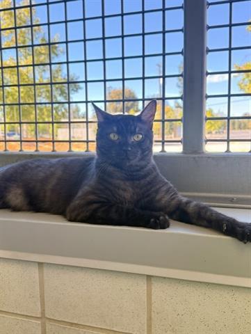 Enlarge ARTEMIS, a Adoptable Domestic Short Hair in San Martin, CA image 1/1