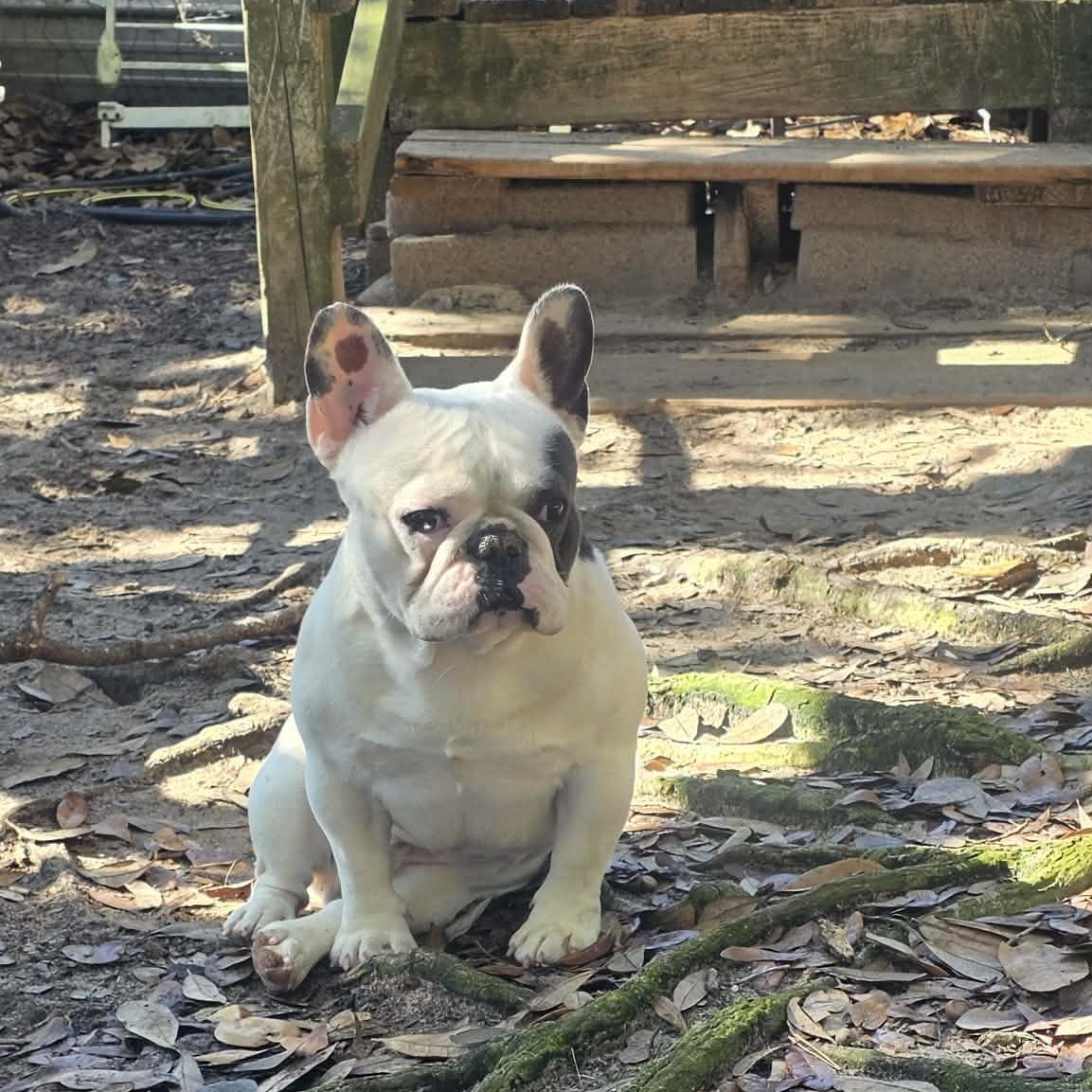 Enlarge Jeff, an adoptable French Bulldog in Milton, FL image 3/3