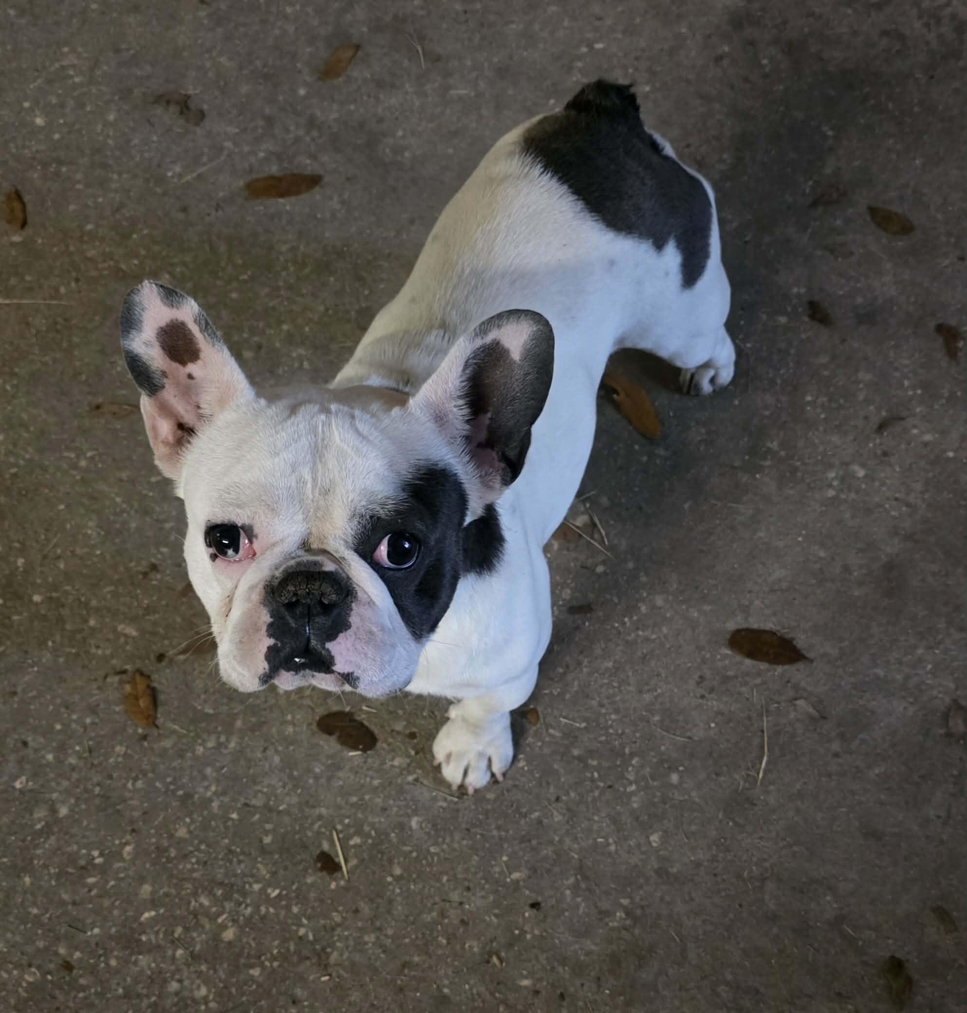 Jeff, adoptable, Adult Male French Bulldog.