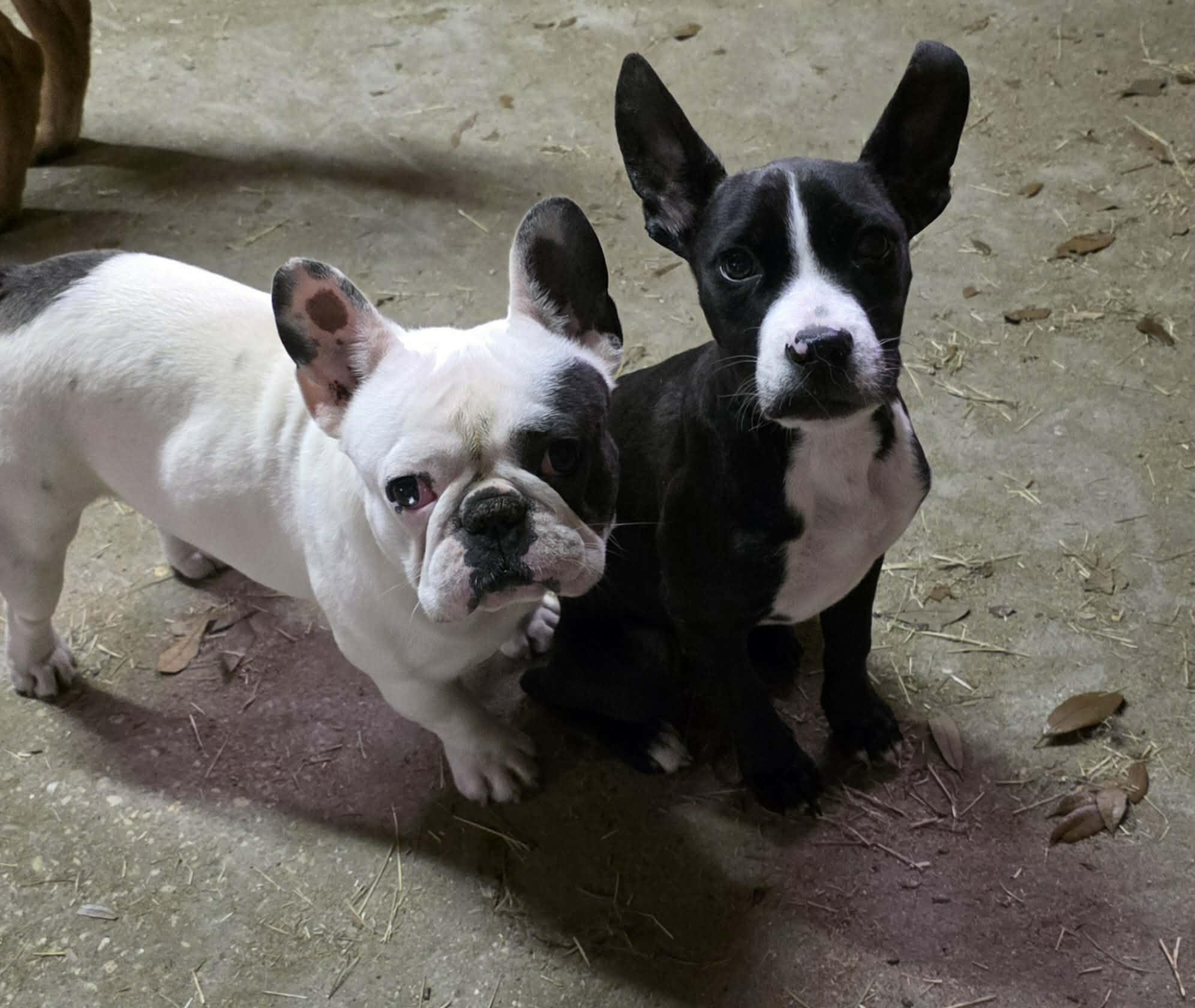 Enlarge Jeff, an adoptable French Bulldog in Milton, FL image 2/3