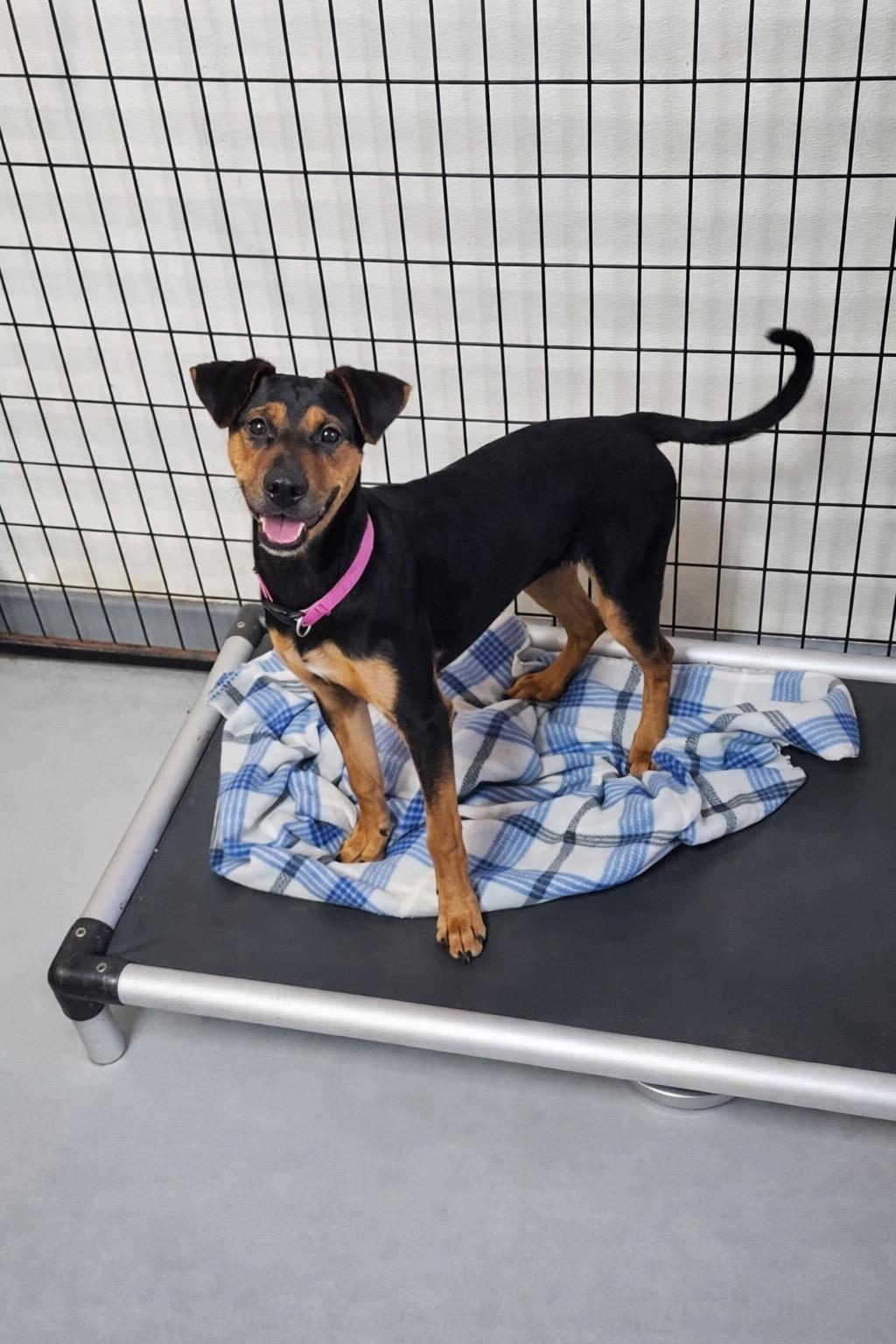 Luna, ADOPTABLE, Young Female Doberman Pinscher.