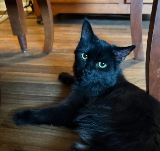 Enlarge Pricilla, a Adoptable mixed breed in Bardstown, KY image 2/3