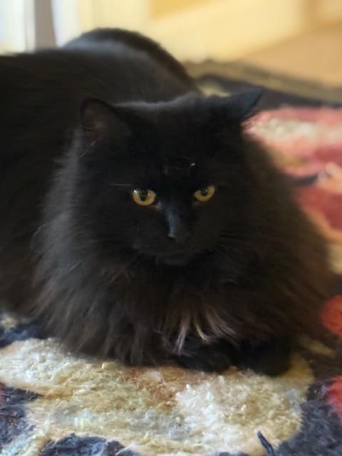 Pricilla, a Adoptable mixed breed in Bardstown, KY image 2/6