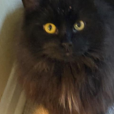 Pricilla, a Adoptable mixed breed in Bardstown, KY image 3/6