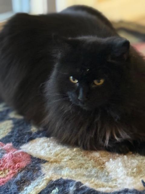 Pricilla, Adoptable, Young Female Domestic Long Hair.