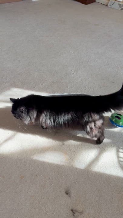 Enlarge Pricilla, a Adoptable mixed breed in Bardstown, KY video 6/6