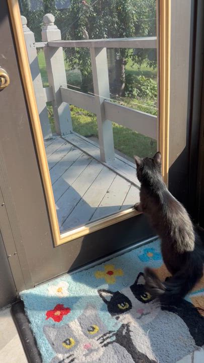 Enlarge Pricilla, a Adoptable mixed breed in Bardstown, KY video 3/3