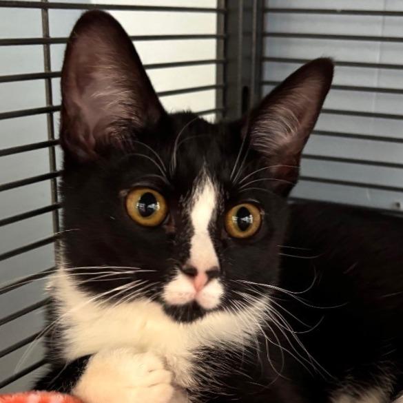 Mindy, Adoptable, Kitten Female Domestic Short Hair.