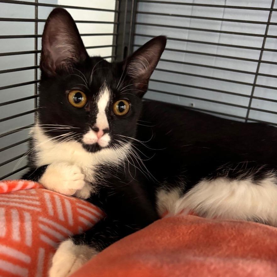 Enlarge Mindy, a Adoptable Domestic Short Hair in Shawnee, KS image 2/6