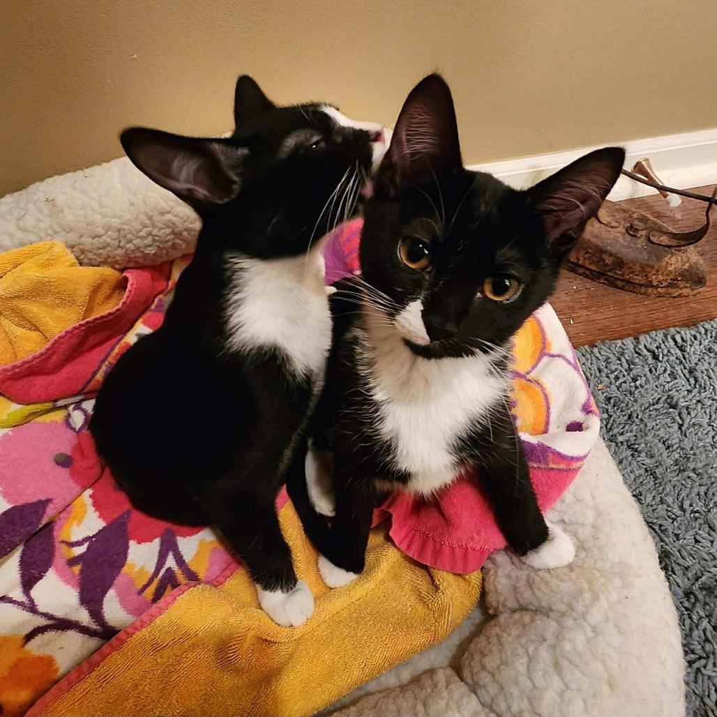 Enlarge Mindy, a Adoptable Domestic Short Hair in Shawnee, KS image 3/6