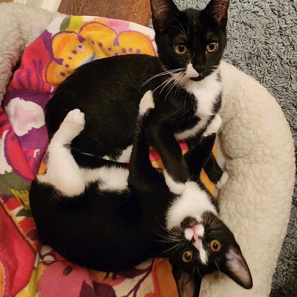 Enlarge Mindy, a Adoptable Domestic Short Hair in Shawnee, KS image 4/6