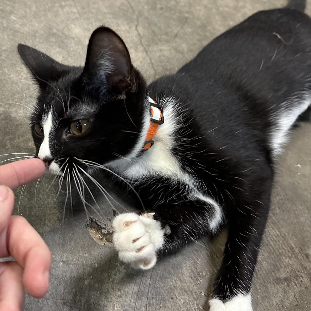 Enlarge Mindy, a Adoptable Domestic Short Hair in Shawnee, KS image 5/6