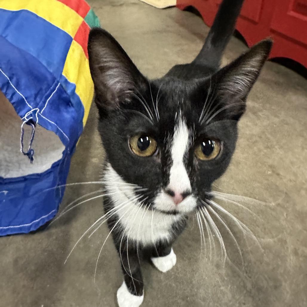 Enlarge Mindy, a Adoptable Domestic Short Hair in Shawnee, KS image 6/6