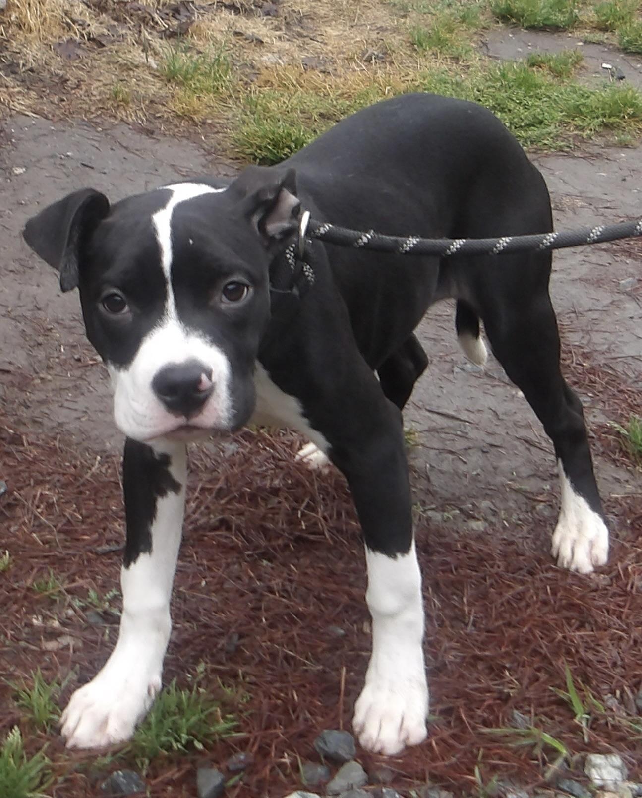 Enlarge Guppy, a ADOPTABLE Mixed Breed in Gloucester, VA image 3/4