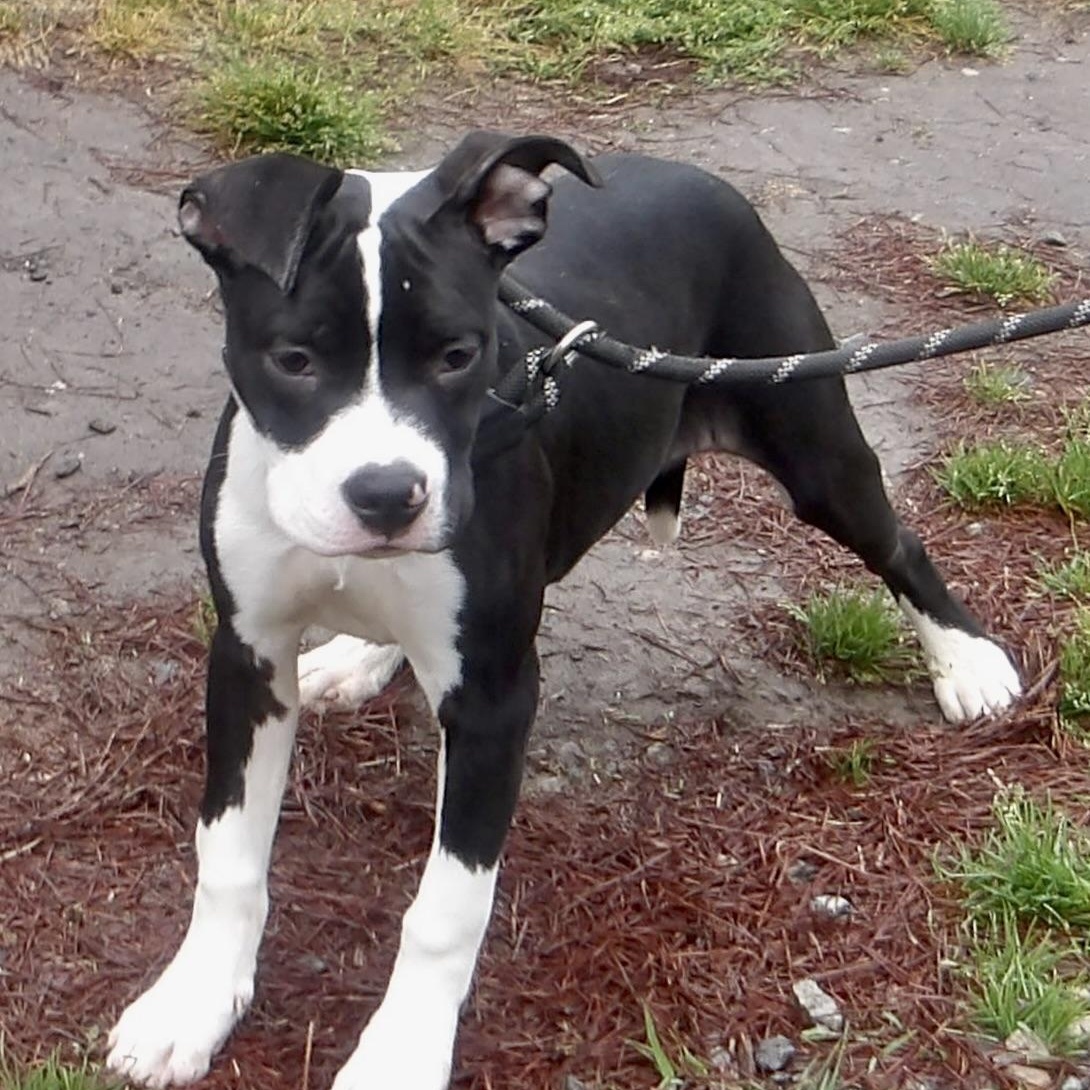Guppy, ADOPTABLE, Puppy Female Mixed Breed.