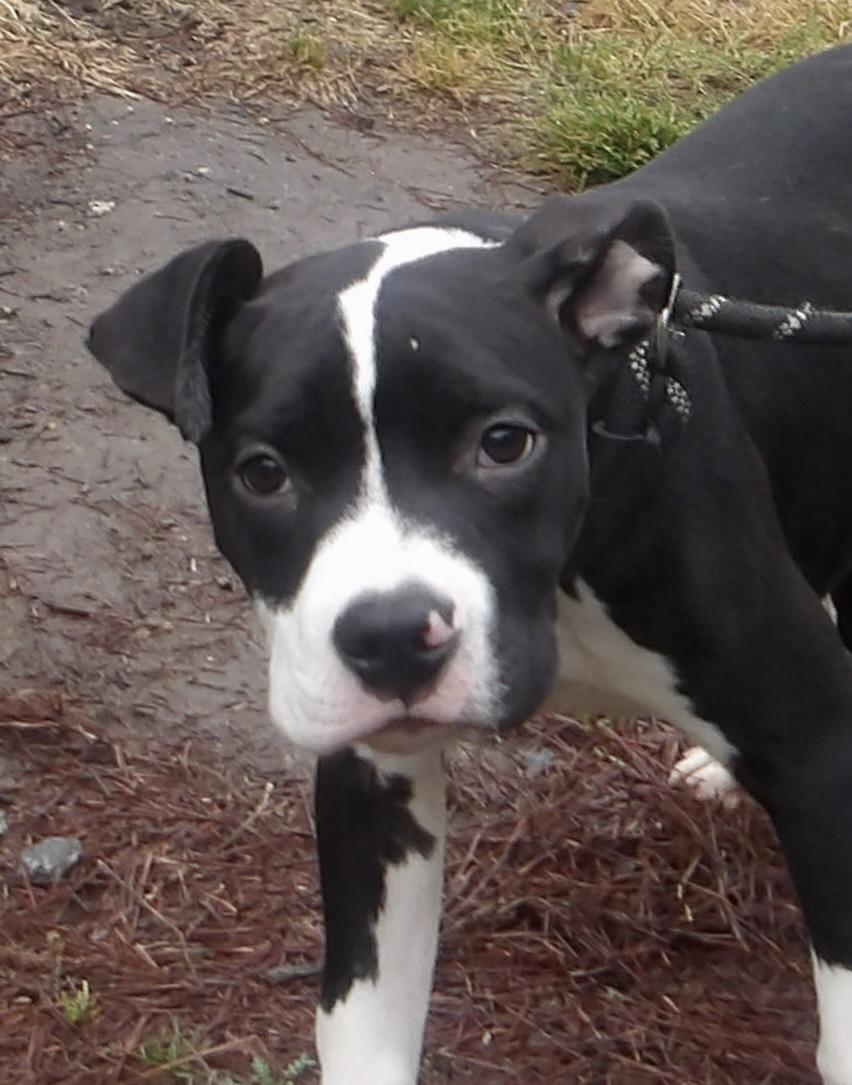 Enlarge Guppy, a ADOPTABLE Mixed Breed in Gloucester, VA image 2/4
