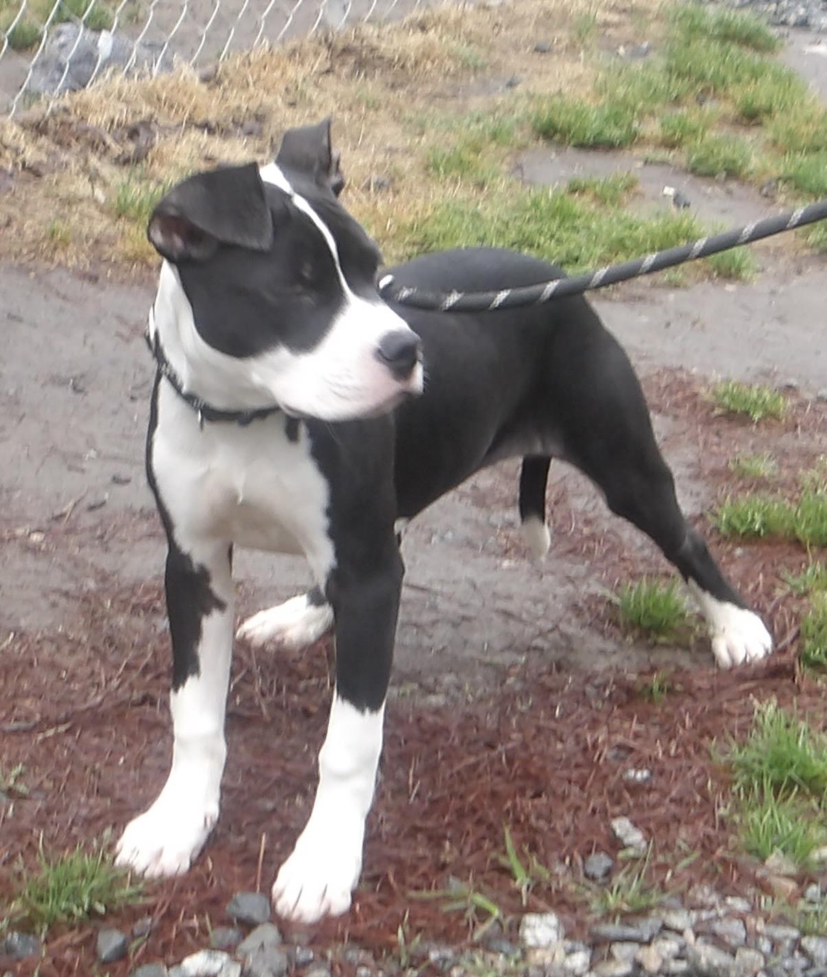 Enlarge Guppy, a ADOPTABLE Mixed Breed in Gloucester, VA image 4/4