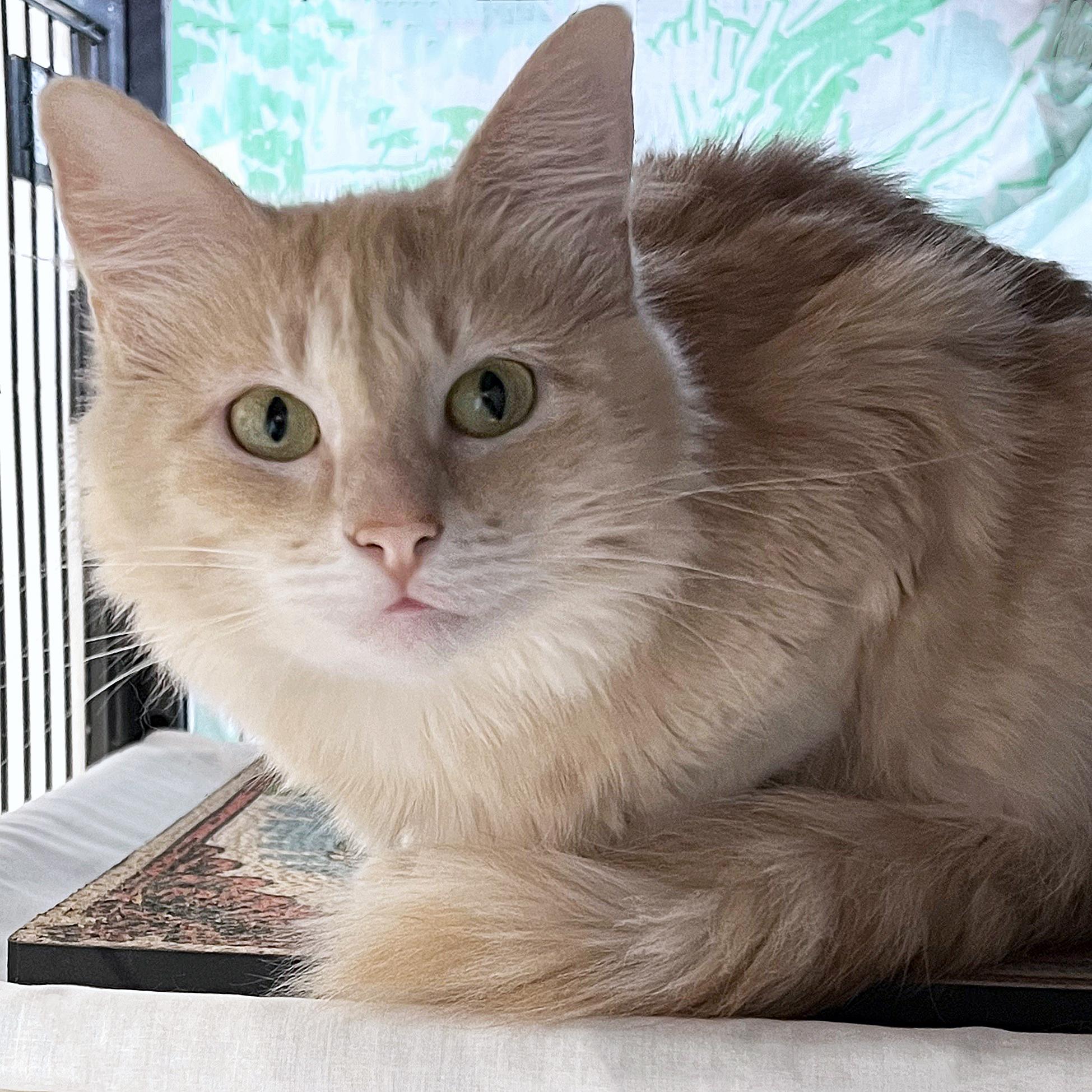 Evangeline, Adopted, Young Female Domestic Short Hair.