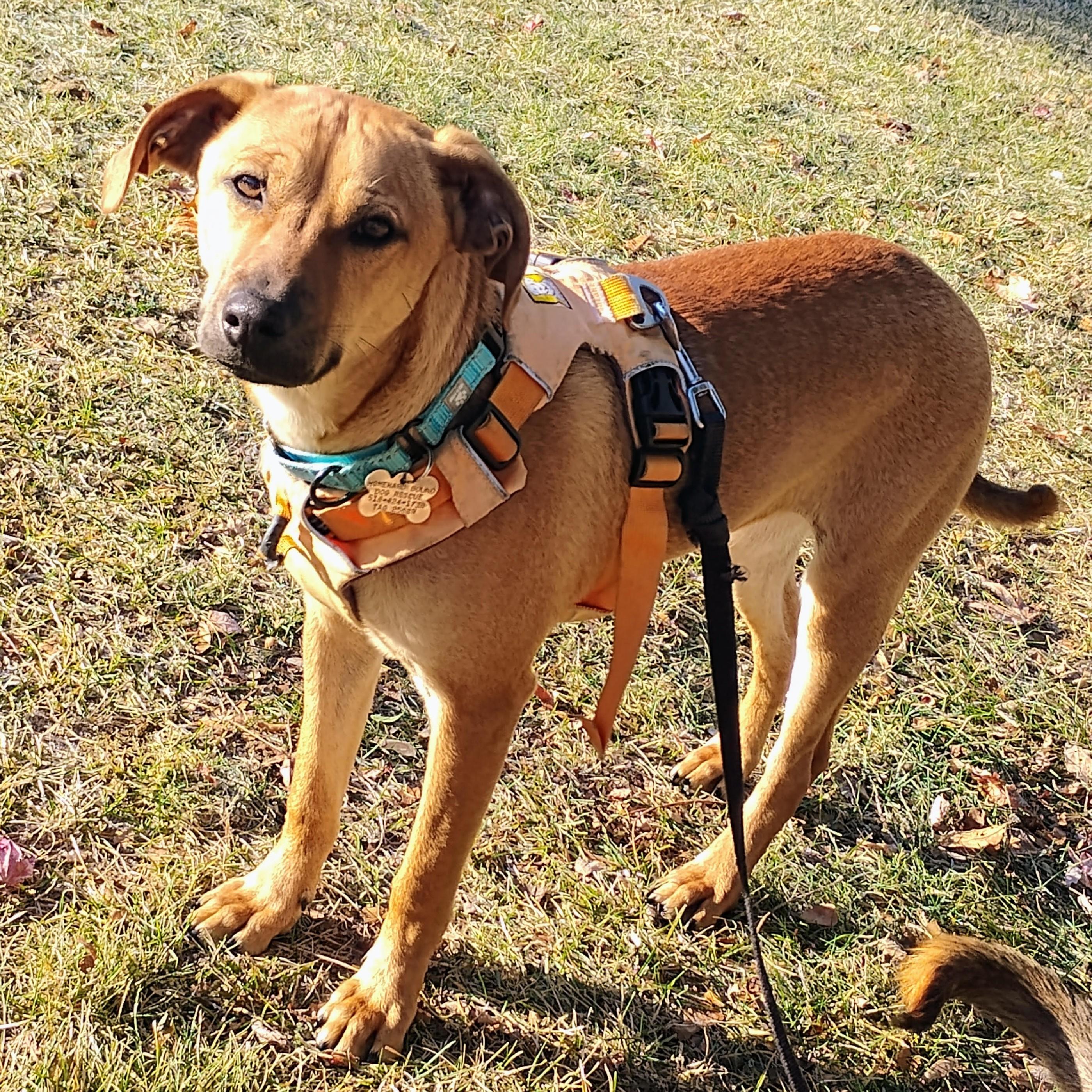Enlarge Billy, a Adoptable Rhodesian Ridgeback in Albany, NY image 1/6