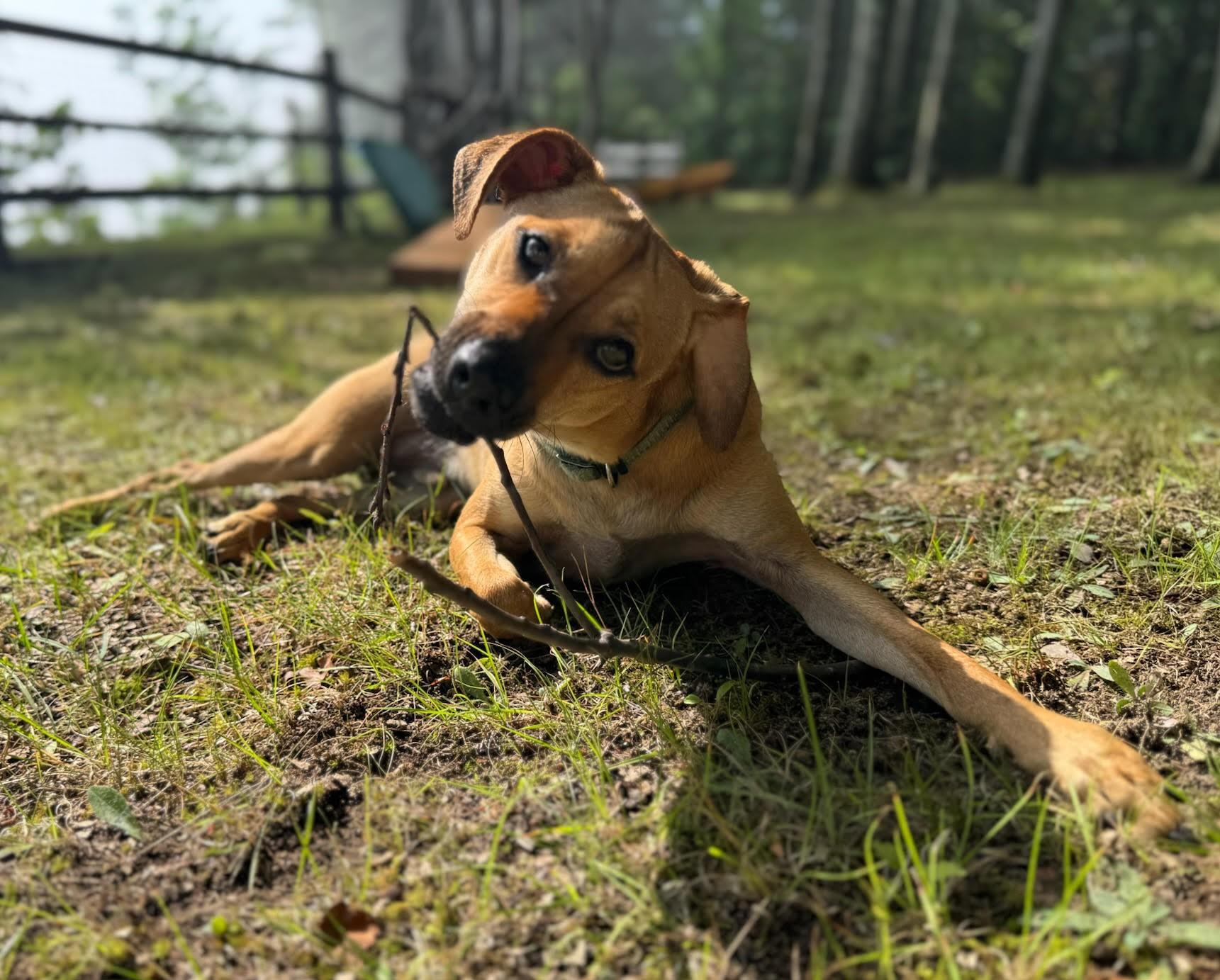 Enlarge Billy, a Adoptable Rhodesian Ridgeback in Albany, NY image 2/6
