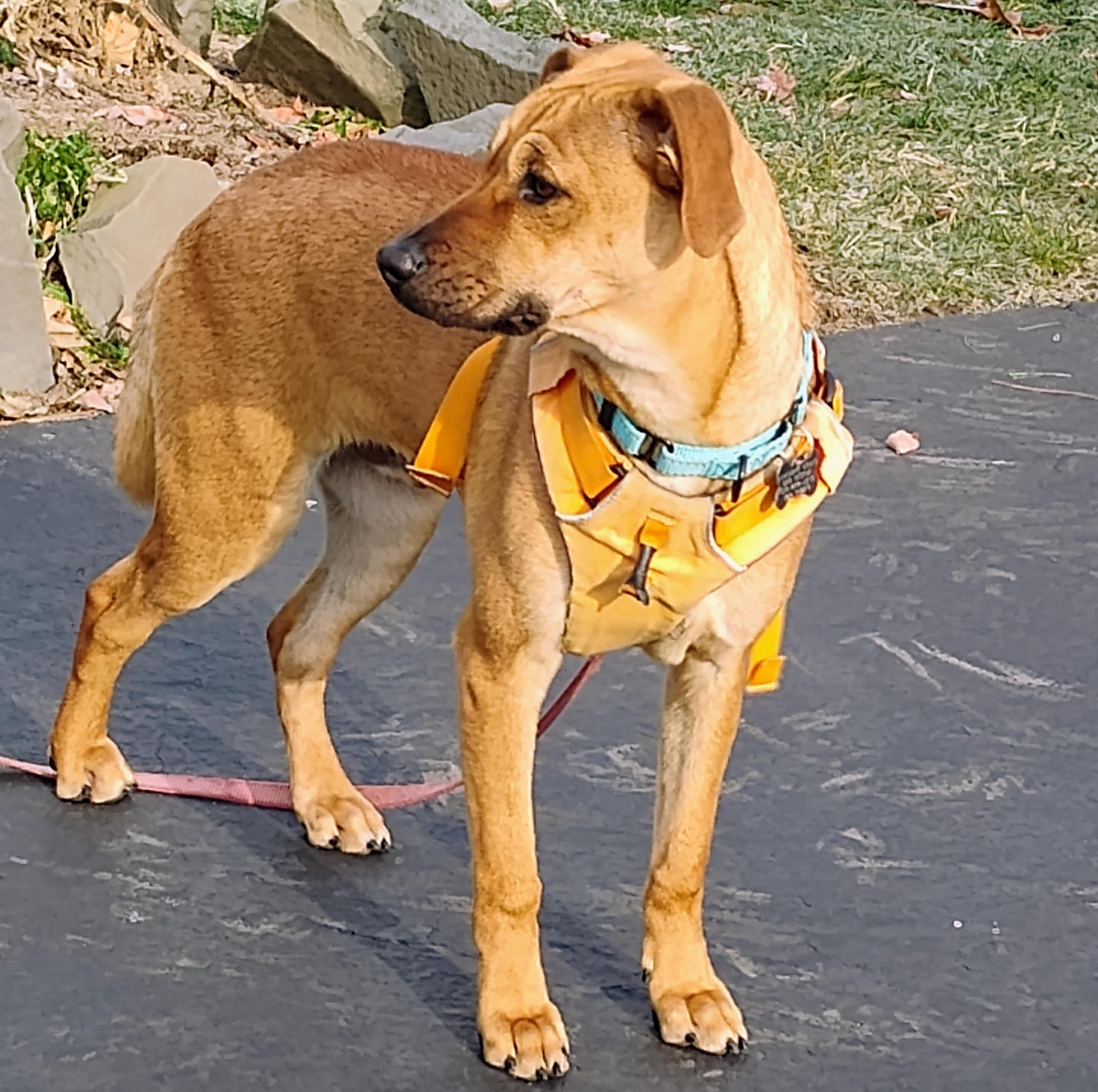 Enlarge Billy, a Adoptable Rhodesian Ridgeback in Albany, NY image 3/6