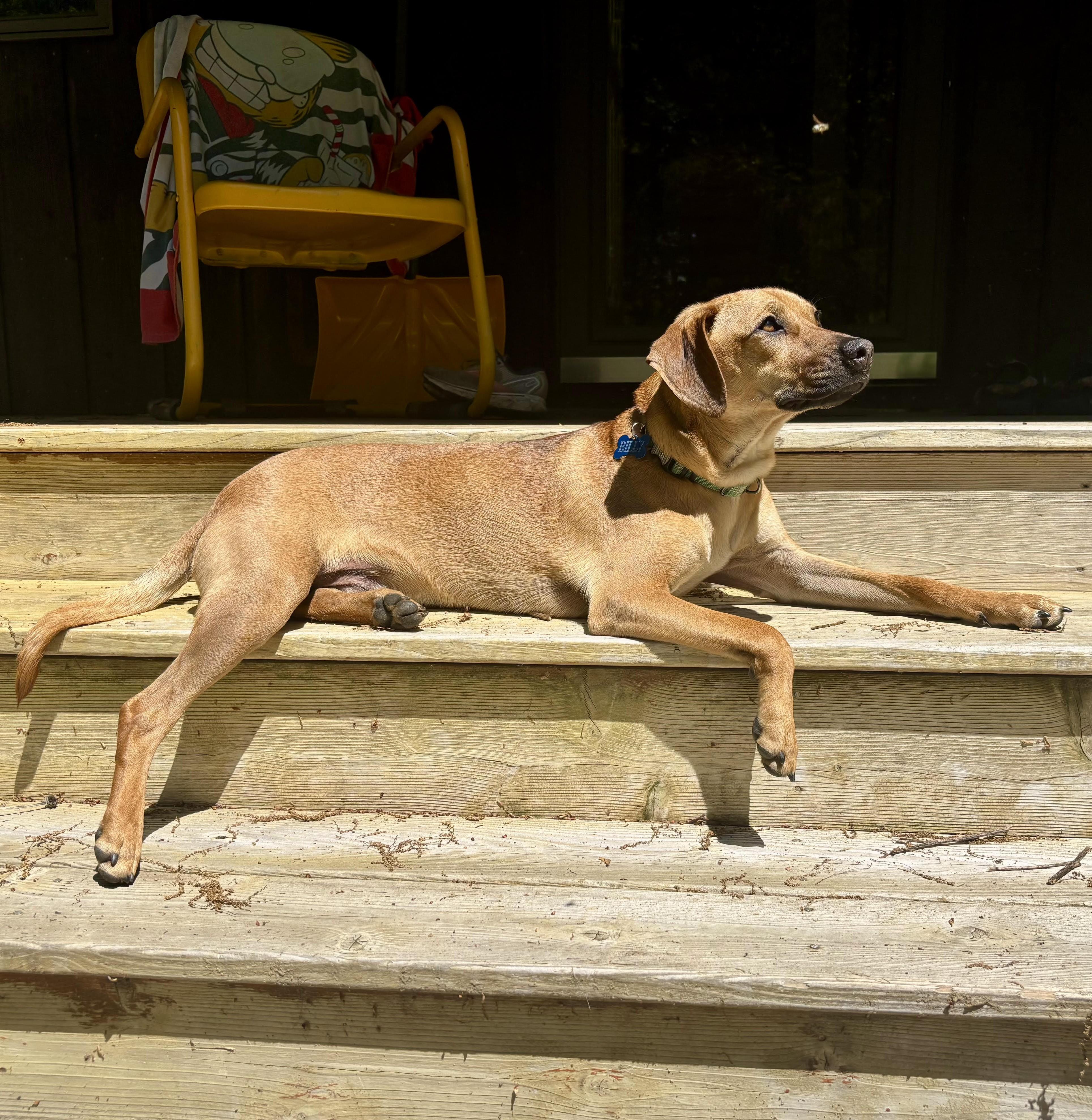 Enlarge Billy, a Adoptable Rhodesian Ridgeback in Albany, NY image 5/6