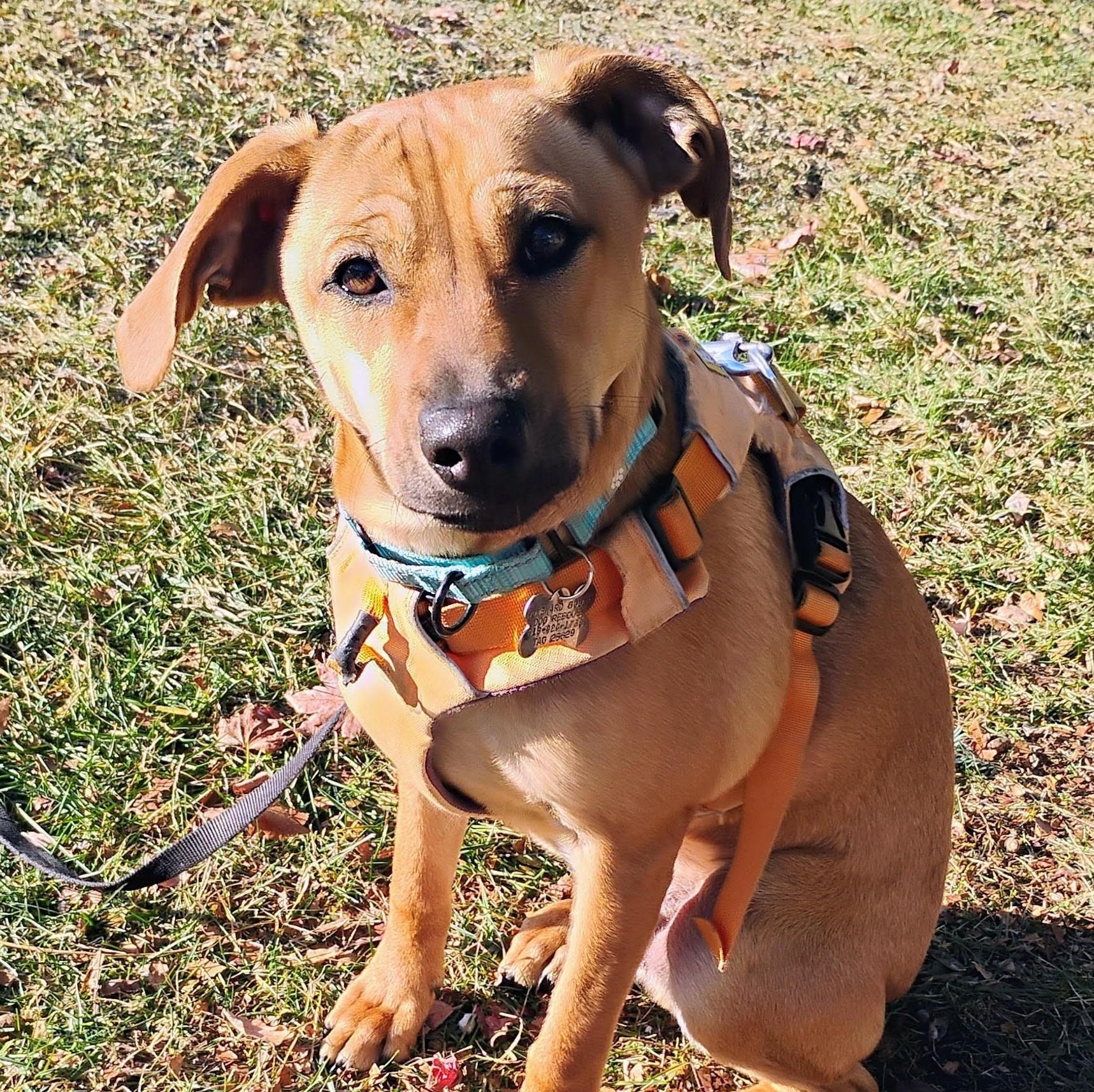 Enlarge Billy, a Adoptable Rhodesian Ridgeback in Albany, NY image 4/6
