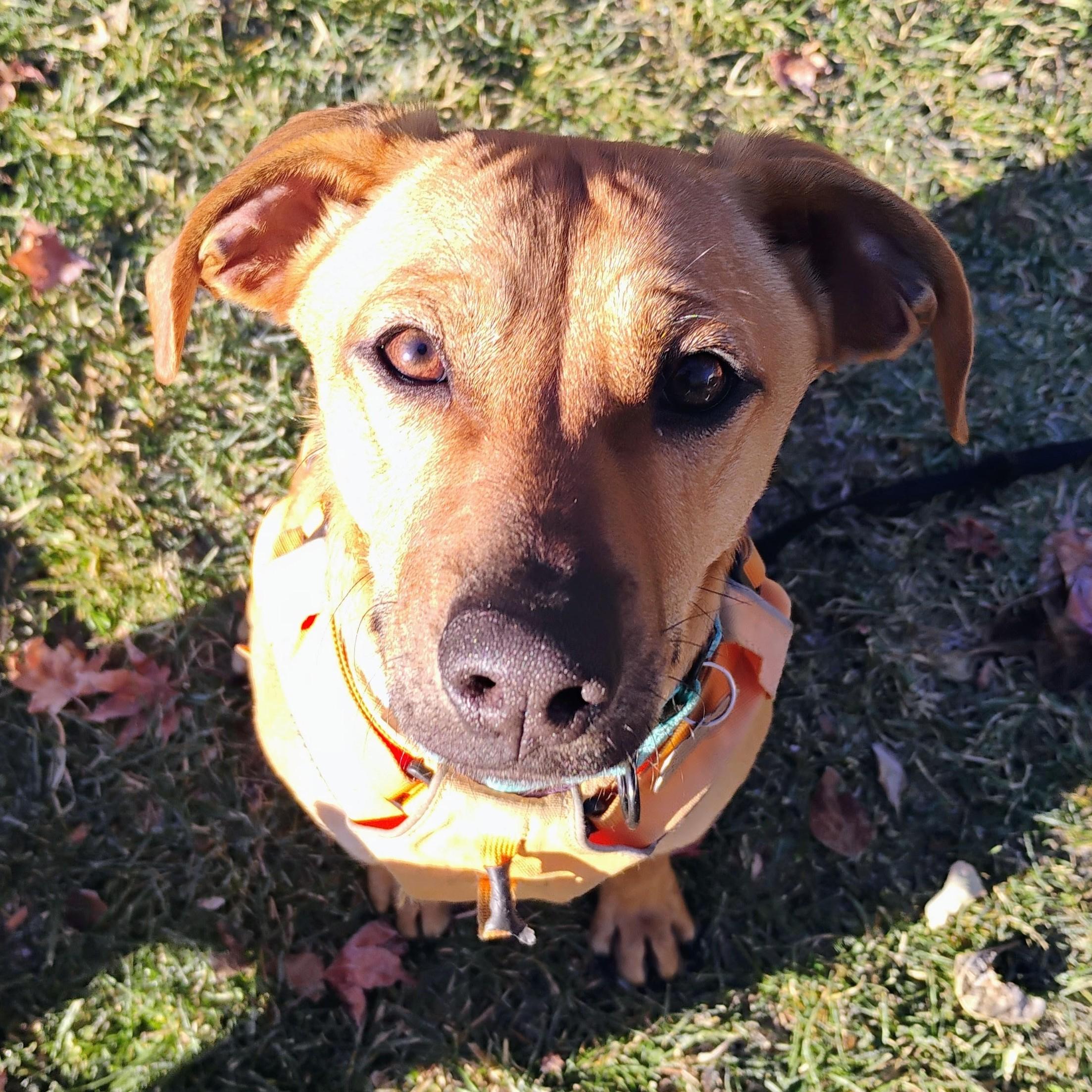 Enlarge Billy, a Adoptable Rhodesian Ridgeback in Albany, NY image 6/6