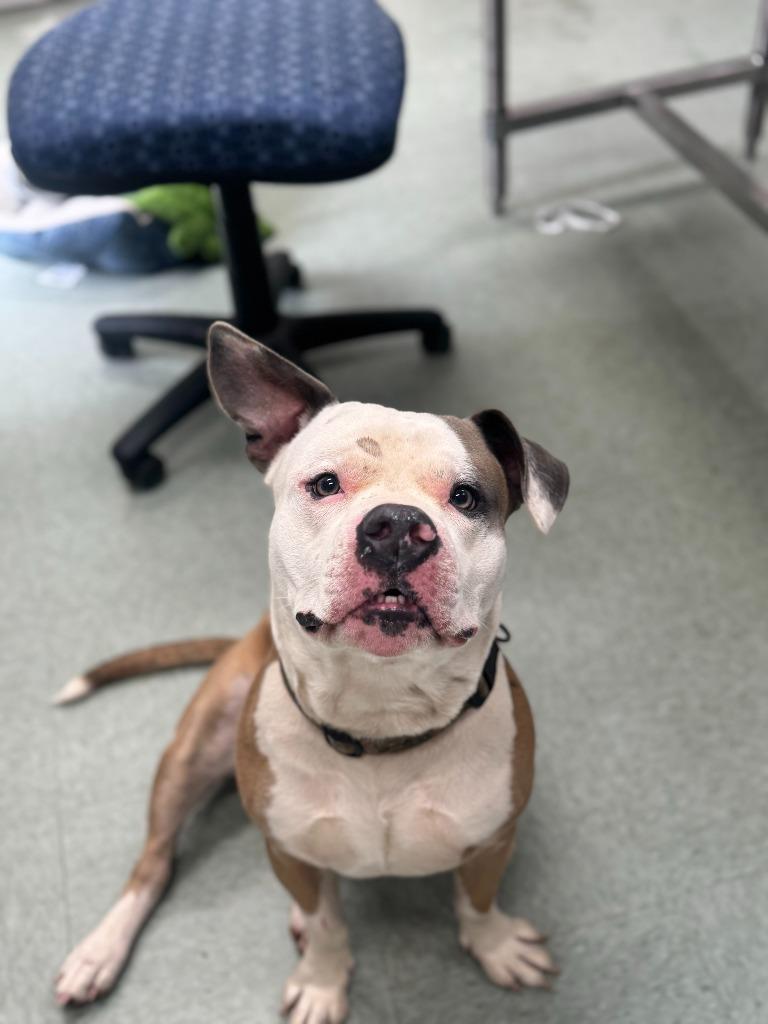 Pimp, Adoptable, Adult Male Pit Bull Terrier.