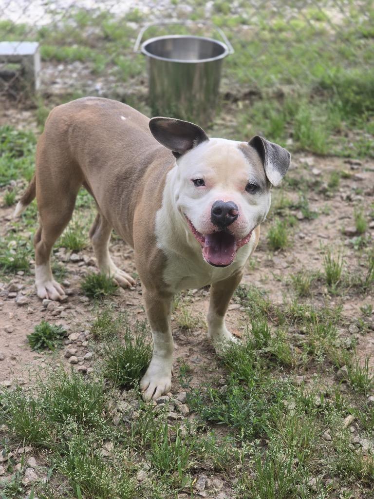 Pimp AKA Fatboy, a Adoptable Pit Bull Terrier in Danielsville, GA image 2/2