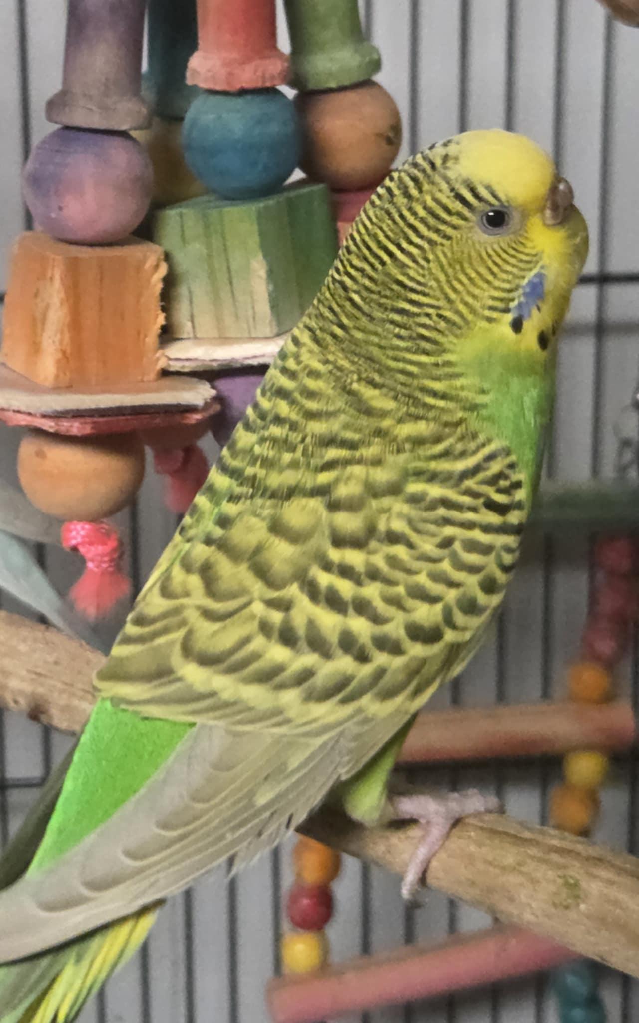 Clover, Adult Male unknown