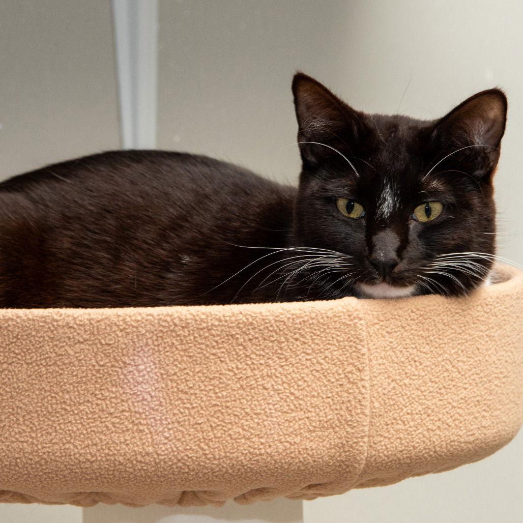Enlarge Toffe-Tastic, a Adoptable Domestic Short Hair in Dallas, TX image 1/3