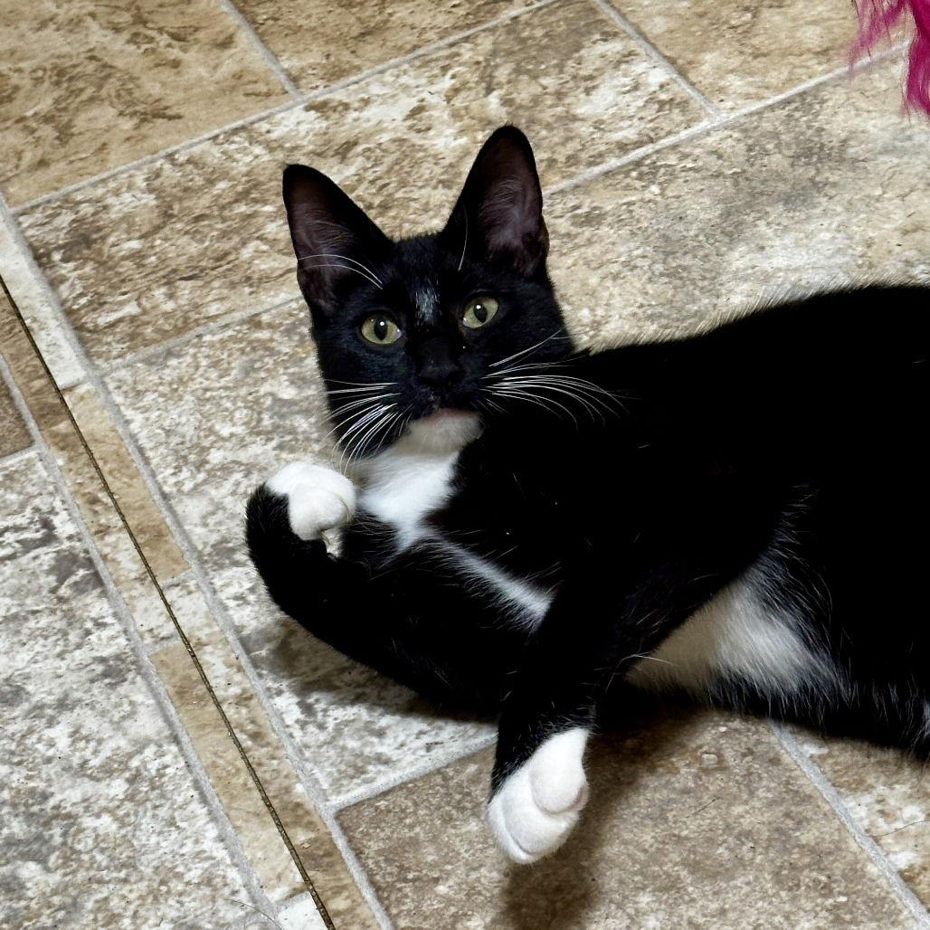Enlarge Toffe-Tastic, a Adoptable Domestic Short Hair in Dallas, TX image 2/3