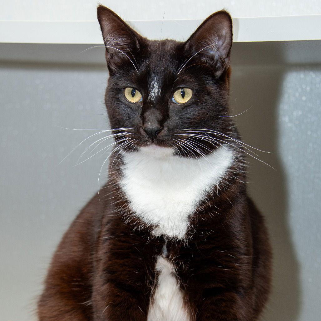 Enlarge Toffe-Tastic, a Adoptable Domestic Short Hair in Dallas, TX image 3/3