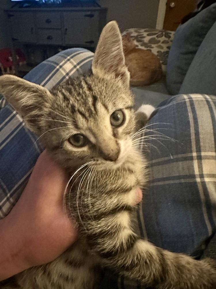 Cholla, Adoptable, Kitten Male Domestic Short Hair.
