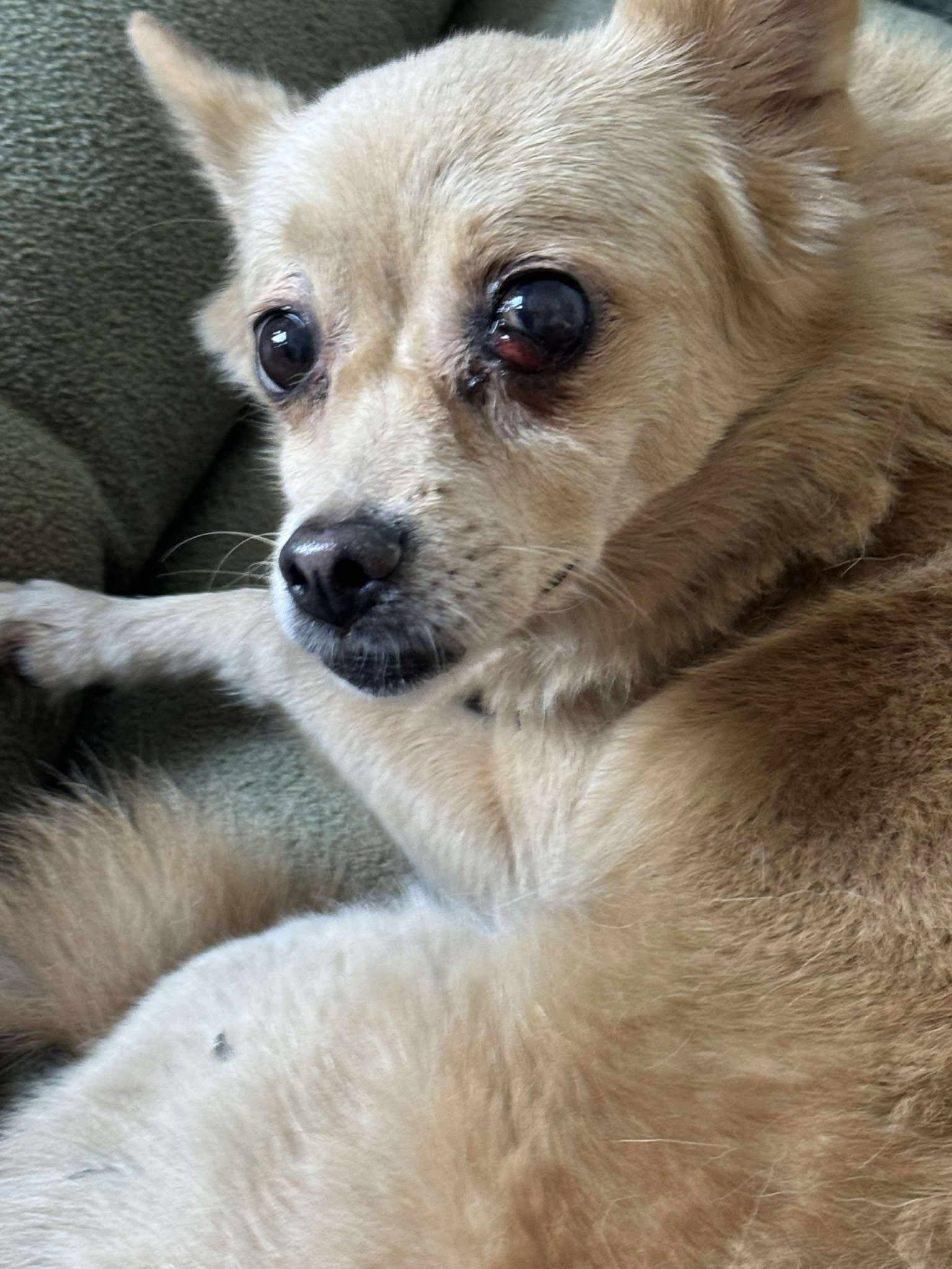 Enlarge Dizzy, a Adopted Chihuahua in Clarksville, TN image 1/1