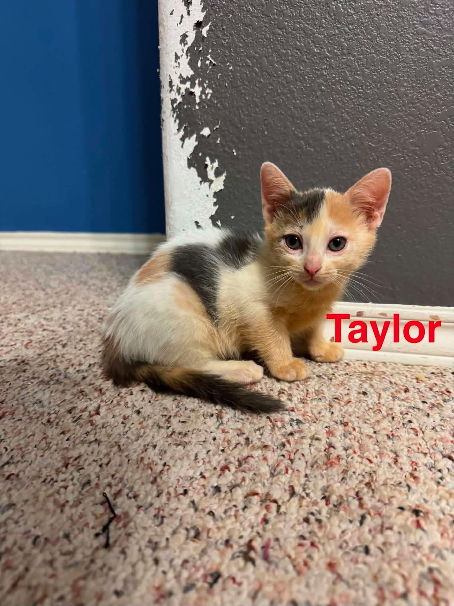 Enlarge Taylor, an adopted American Shorthair in Mount Pleasant, TX image 1/1
